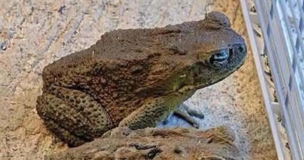 Why a Toad Might Appear in Your Home — And What It Could Really Mean