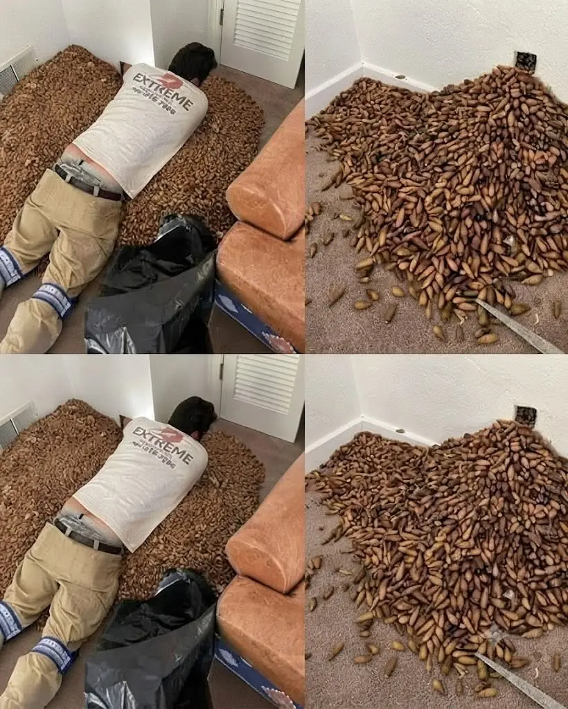 A man smells a strong smell in his house, when he finds out that he opens the wall he finds... See more