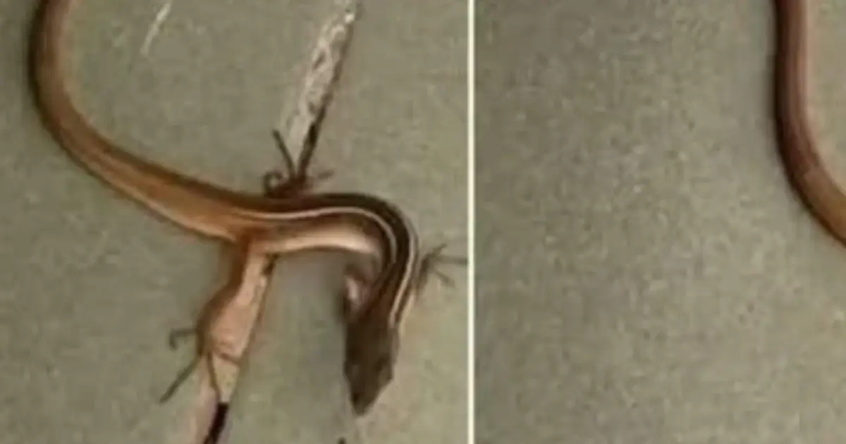 Finding a Snake in Your House? Here's What to Do (And Why You Shouldn't Panic)