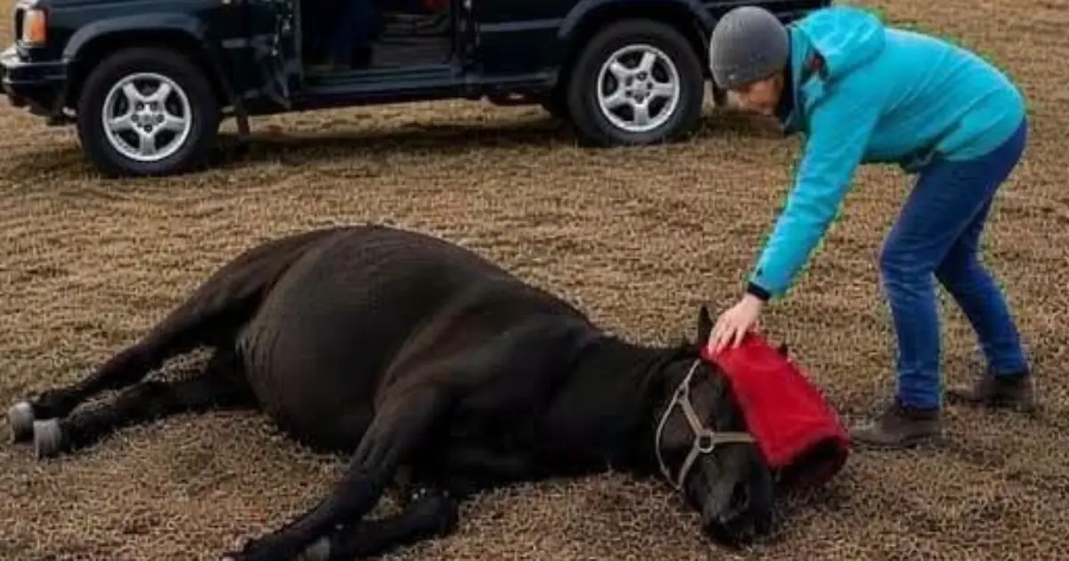 A Vet Rescued a Wild Horse Bound in Chains - What Happened Next Left Everyone Speechless