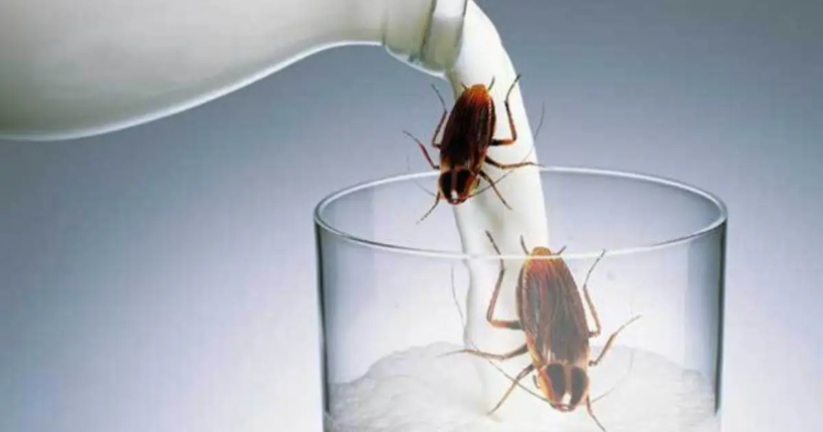 Could Cockroach Milk Be the Superfood of the Future? Scientists Are Studying Its Unique Protein Crystals