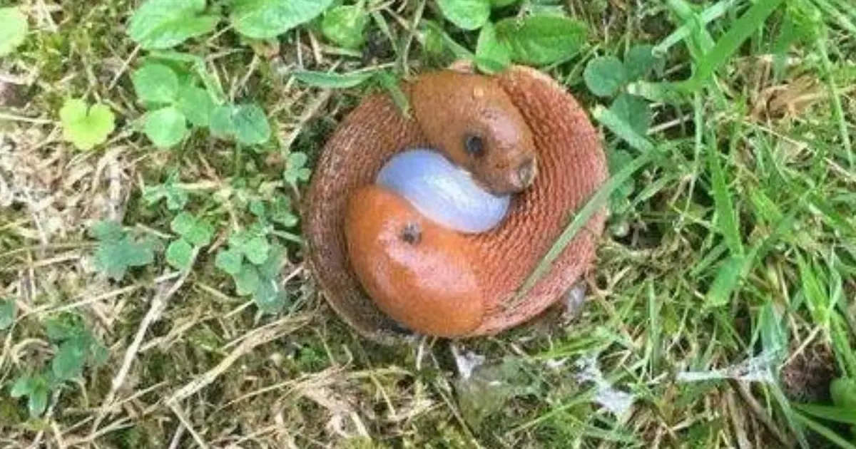 What Are These Things