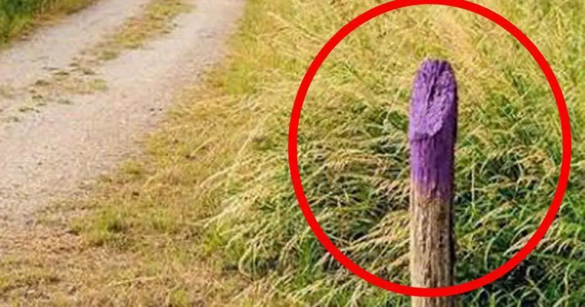 The Hidden Meaning of Purple Fence Posts That Every Driver Should Know