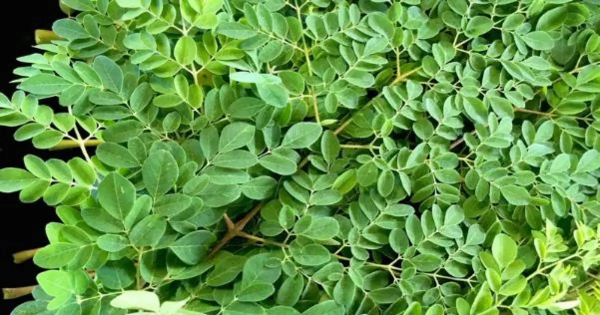 Moringa: Nutritional Benefits, Potential Health Effects and What Research Says