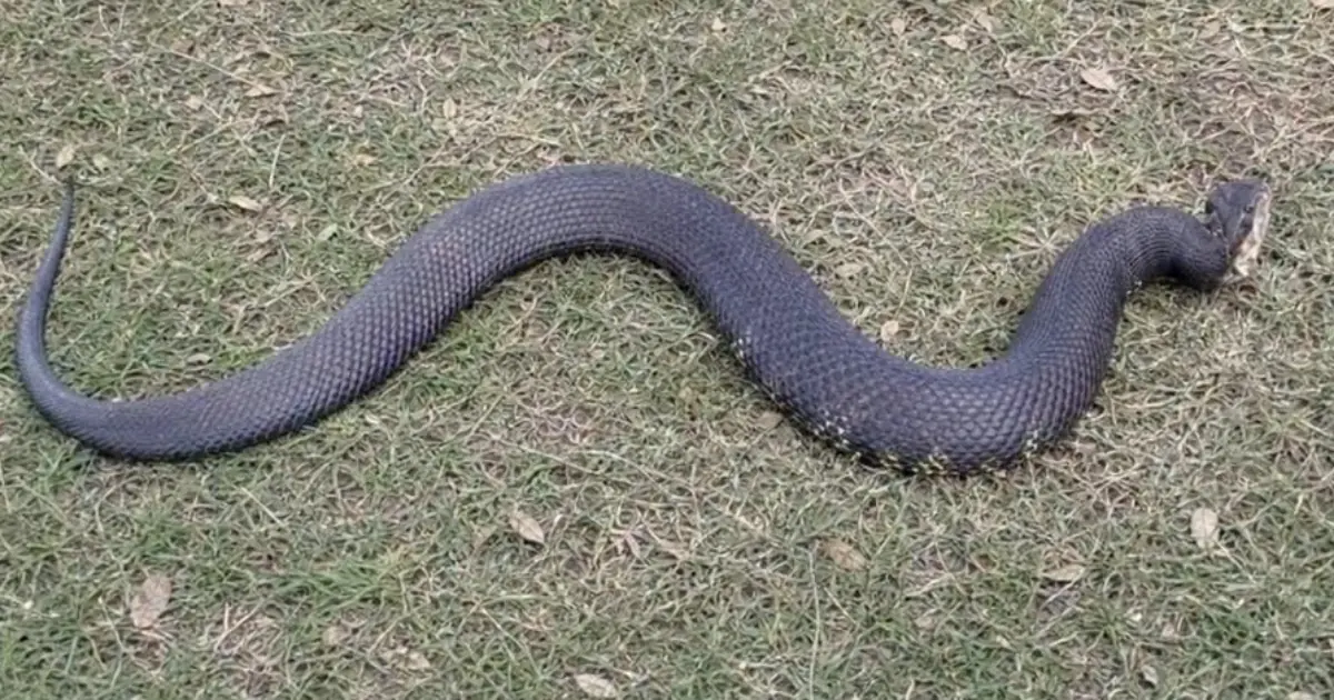 One Unexpected Encounter With a Copperhead Changed Everything That Day