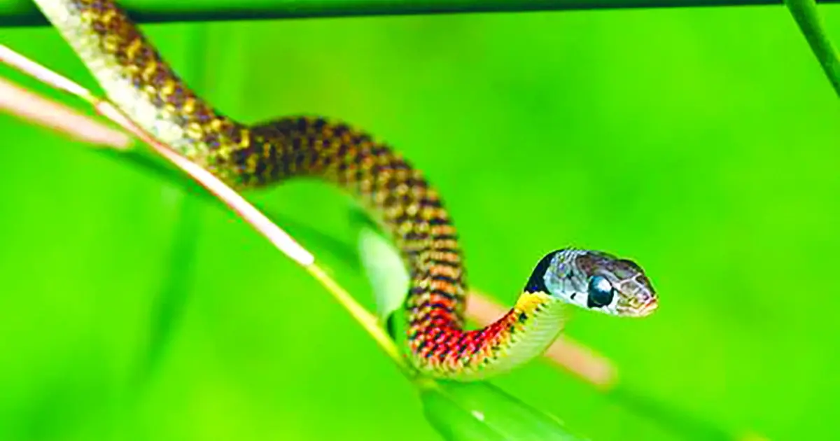Bitten by a Snake? Follow These Expert-Recommended First Steps