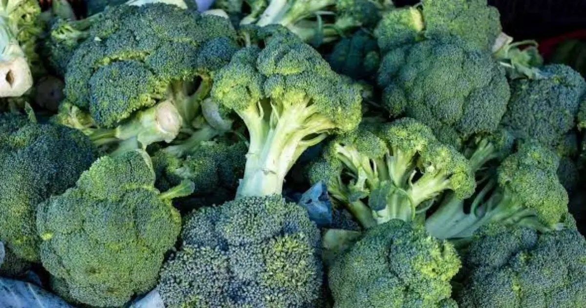 Broccoli Is More Powerful Than You Think - Here Are Its Surprising Health Benefits