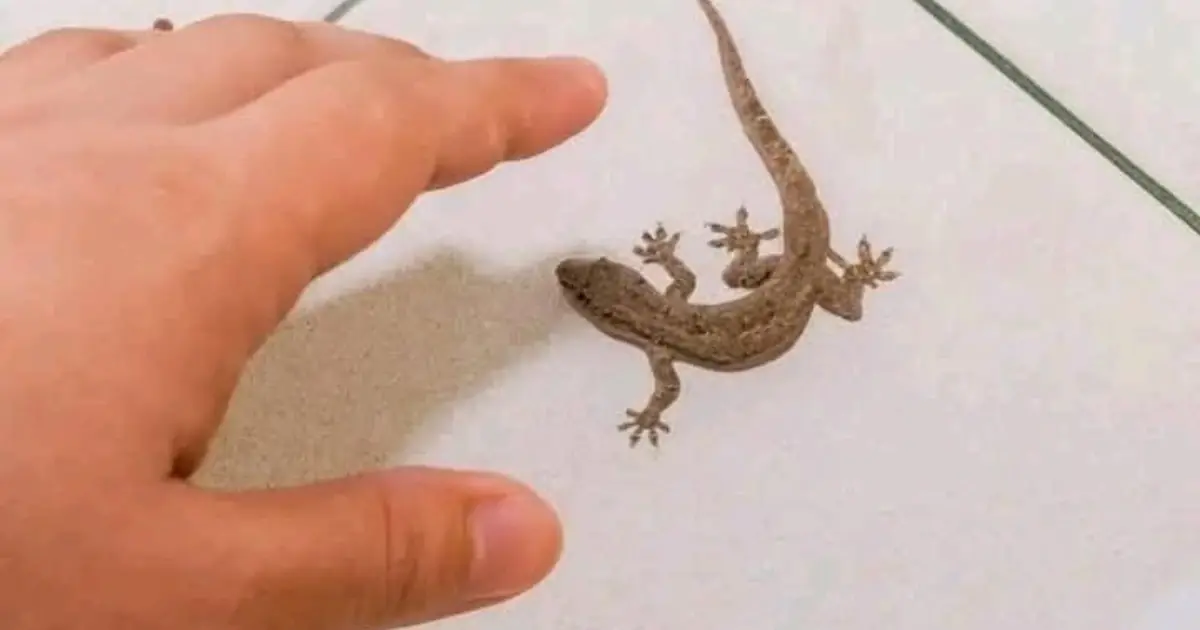 Did you know: When a lizard visits your house, it’s a sign… See more