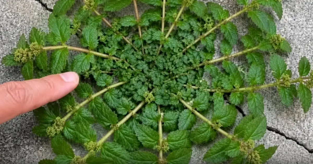 Just one leaf of this plant is worth a gold mine!