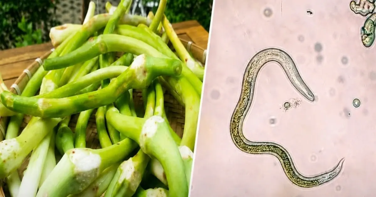 One of the Dirtiest Vegetables Is Packed With Parasites. Yet Millions Still Eat It Raw.