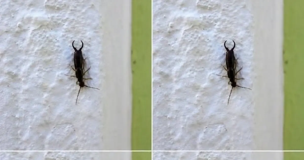 The “Pincer” Problem: How a Simple Earwig Trap Helped One Family Reclaim Their Home