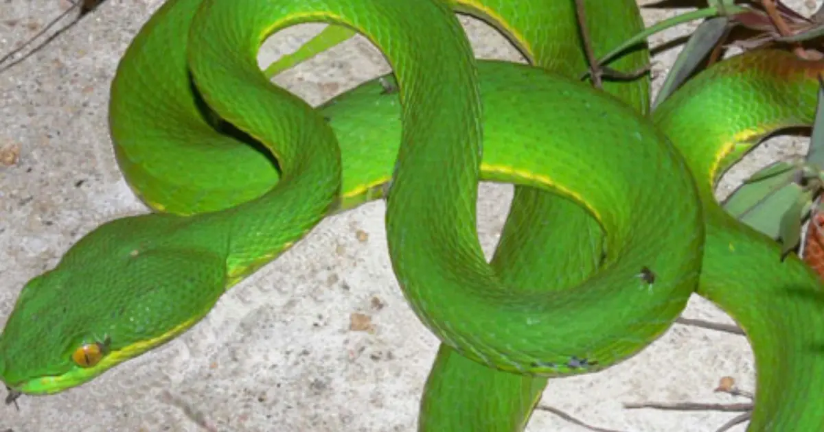 Spot a Snake Near Your House? Try These Simple Natural Ways to Deter It