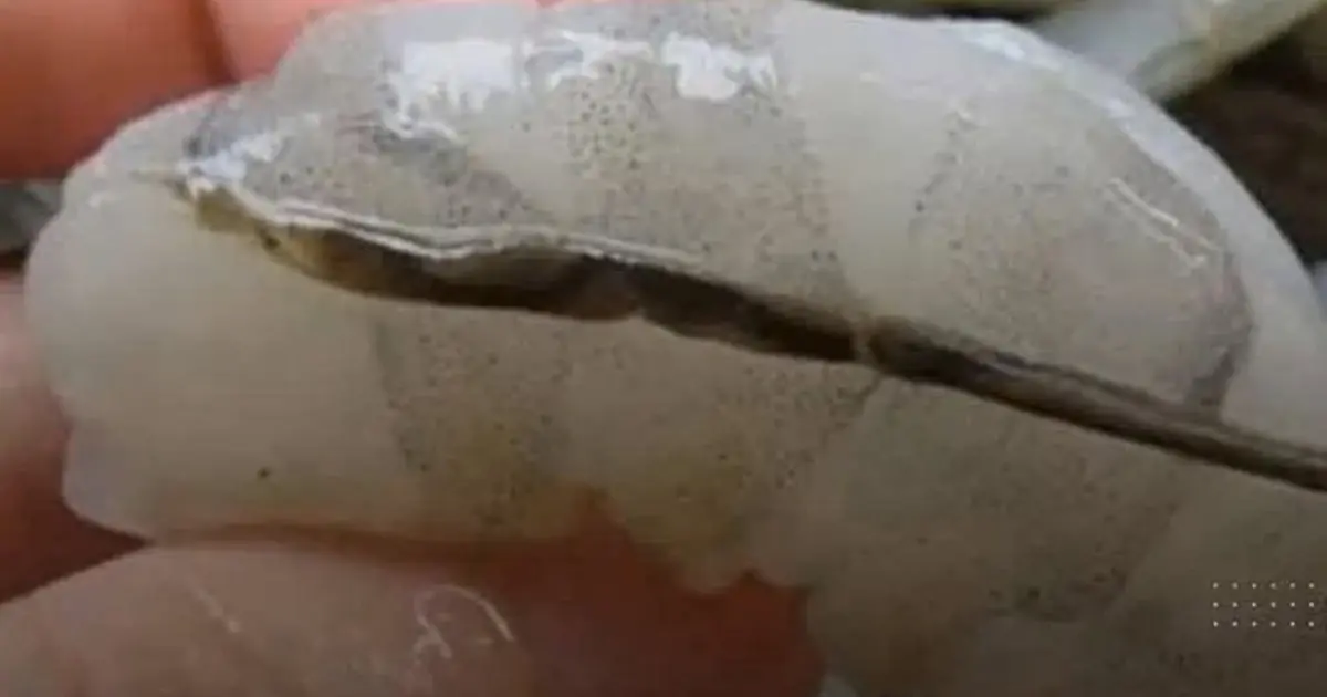 If You Eat the “Black Vein” in Shrimp, Here’s What Really Happens to Your Body