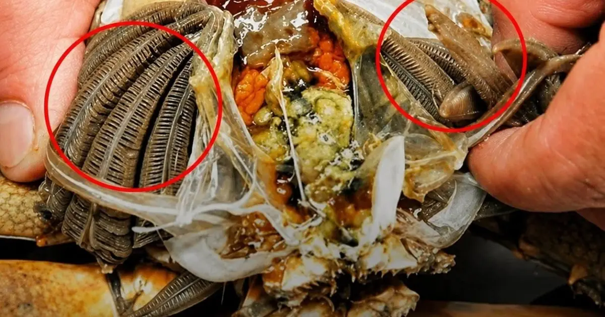 There are many parasites in the following four foods