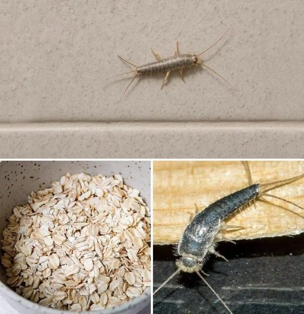 Warning! If you have found this insect in your home, it’s a sign that you need to... See more...