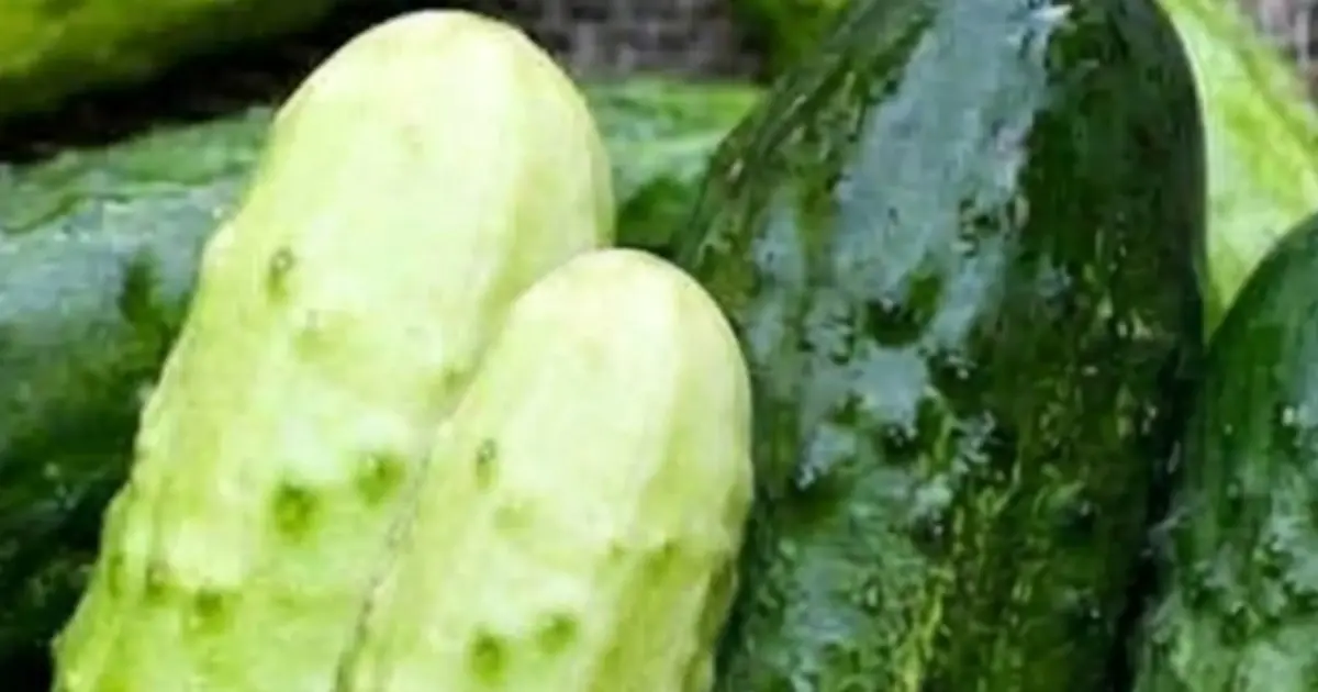 Cucumbers May Be More Powerful Than You Think — Here’s What Doctors Want You to Know