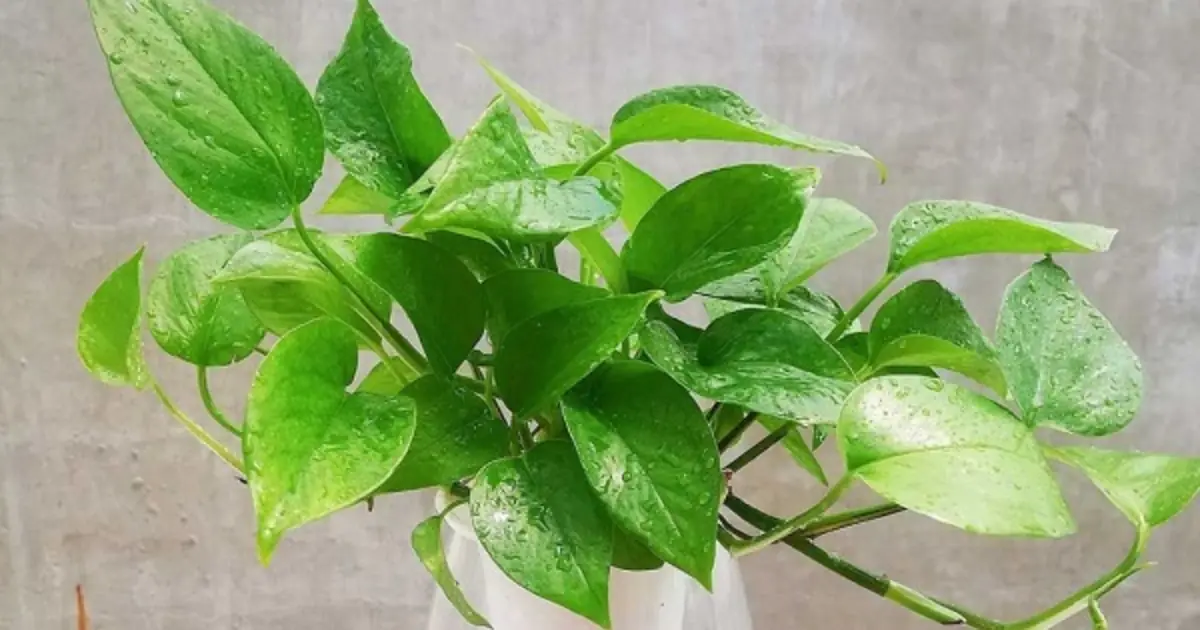 No Soil Needed! 9 Plants That Grow in Water and Bring More Greenery Into Your Home