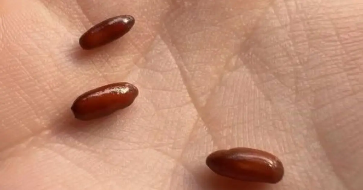 I Woke Up to These Strange Reddish-Brown Capsules - Then I Discovered What They Were