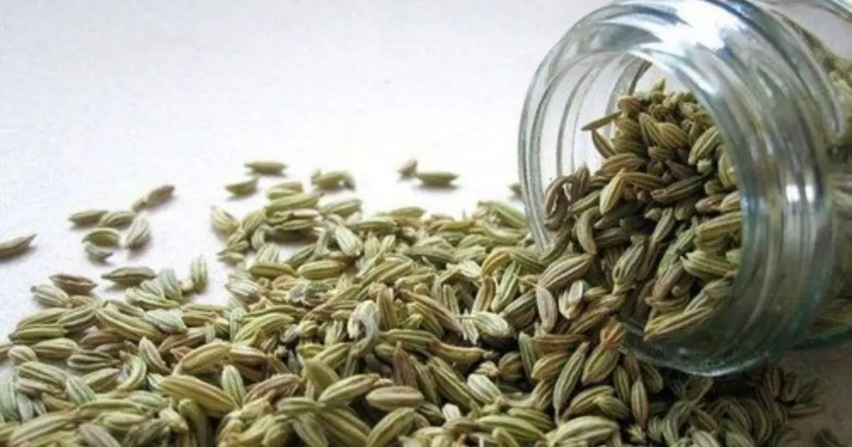 Why Dill Seeds Are Gaining Attention: Potential Benefits for Digestion, Sleep, and Stronger Bones