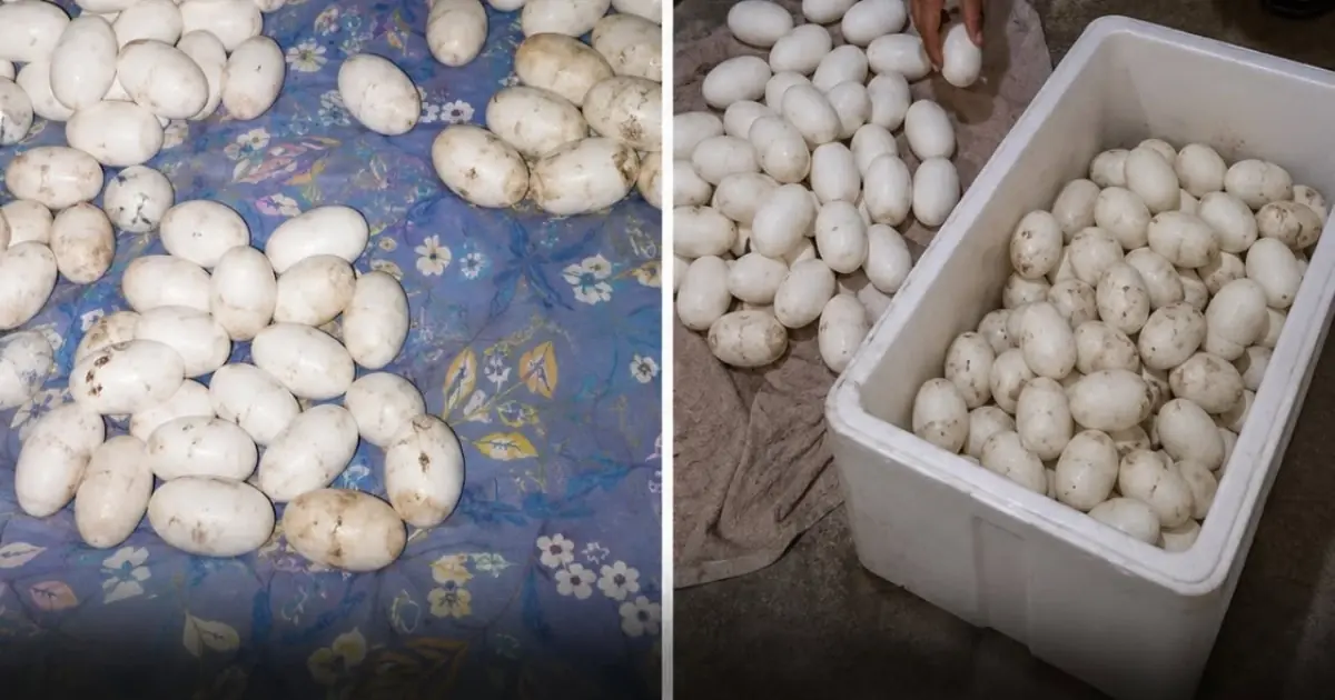 He Left Home for 6 Months. Then Found 100+ Eggs on His Bed. What Laid Them Was Even More Shocking.