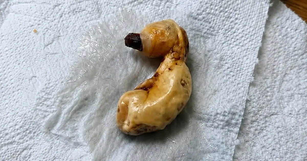 “What Is This?” A Strange Object Found Under a Bed Has Everyone Guessing