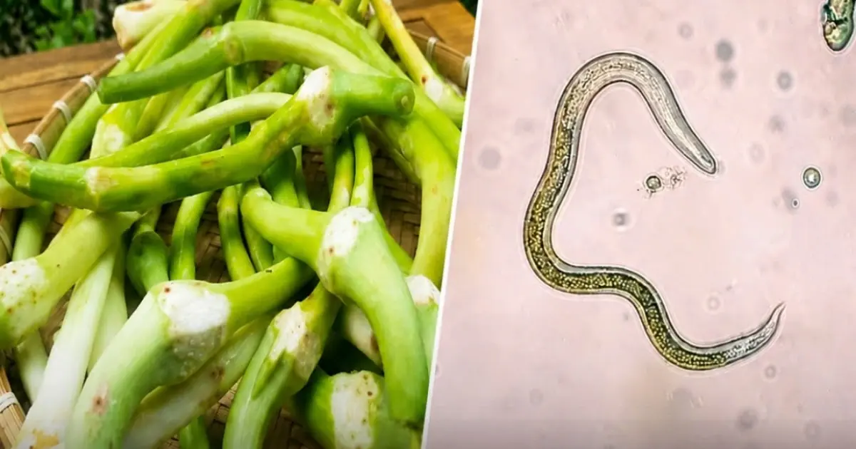 The Hidden Risk in Popular Vegetables: Why Proper Washing Matters More Than Ever
