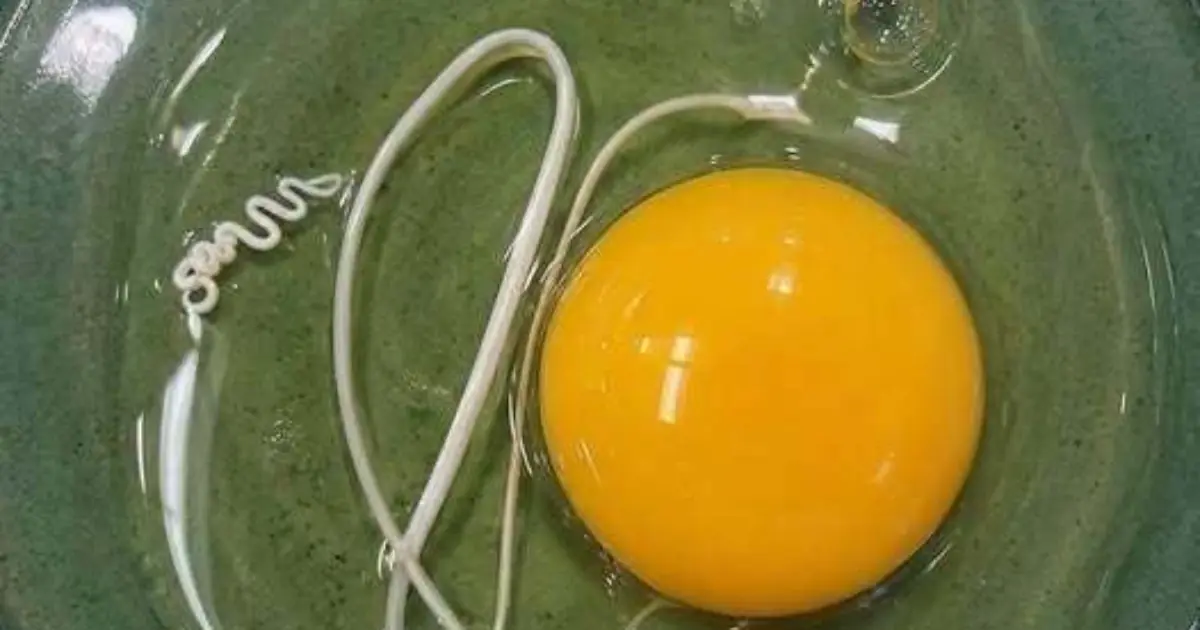 Strange White String in an Egg? The Truth Behind a Common Kitchen Mystery
