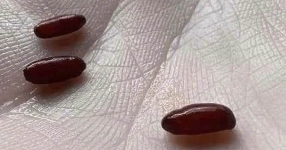 A Family's Warning After a Sudden, Devastating Tick-Borne Illness
