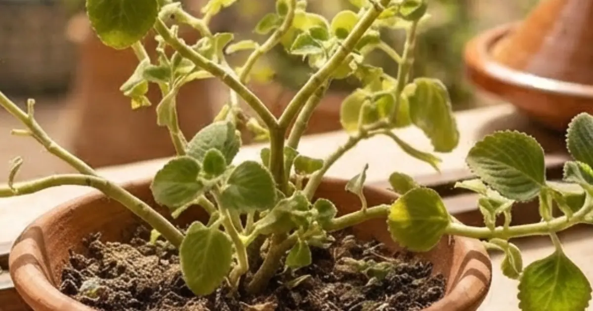 This Common Herb May Be More Powerful Than You Think—Here’s What Oregano May Do