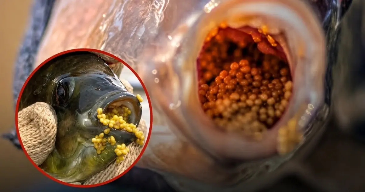 Why Are Experts Warning About Red Tilapia? Separating Facts From Myths
