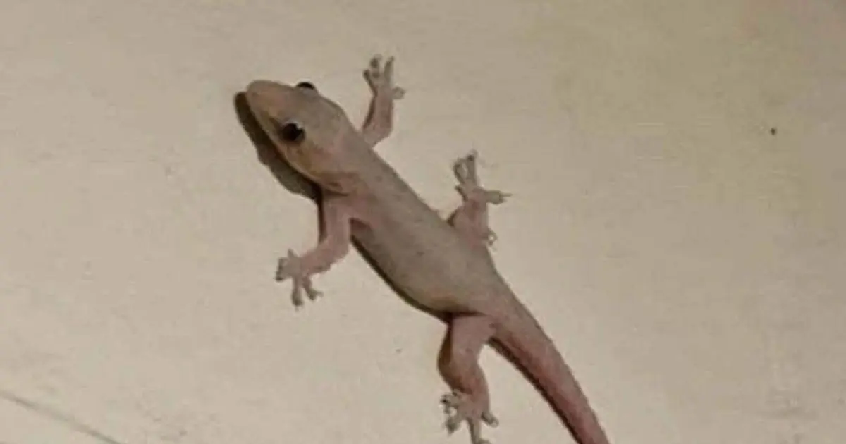 Did you know that when a lizard visits your house it's a sign of... See more