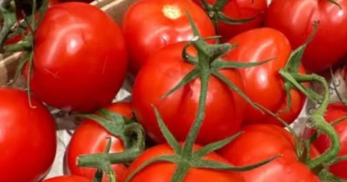 Did you know that eating tomatoes in the evening increases…See More