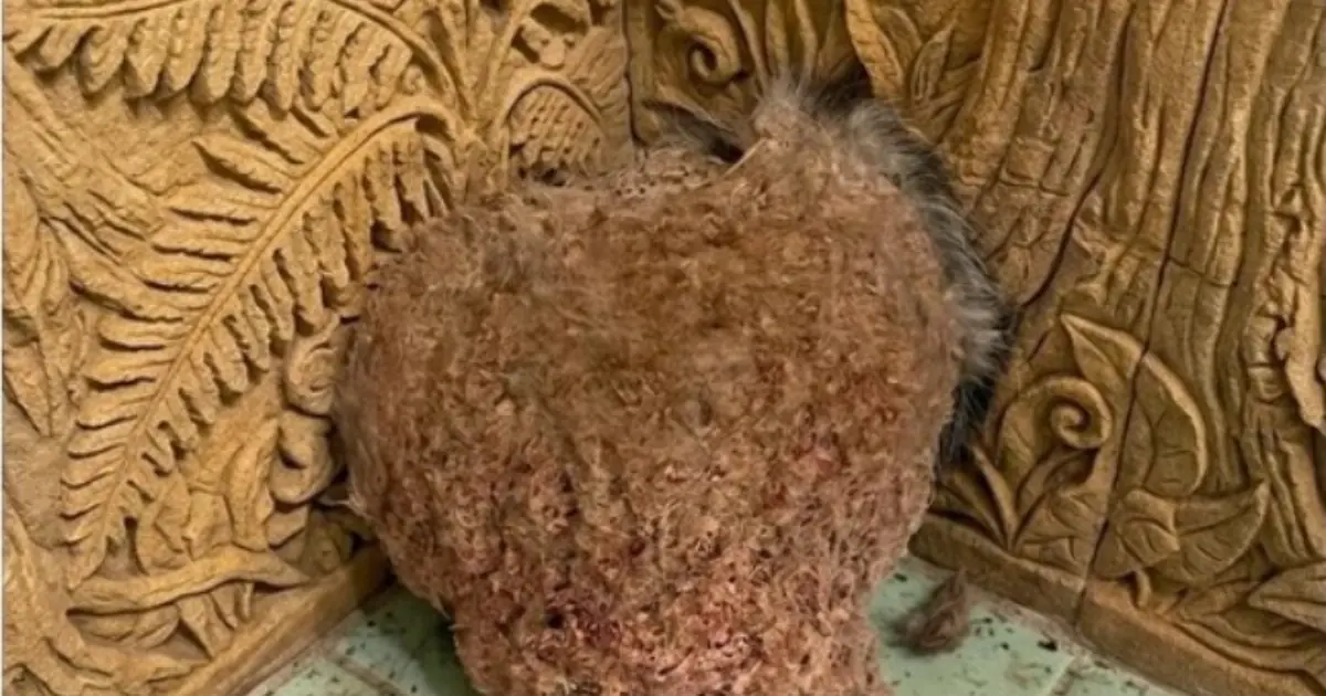 What is this, until I know the truth about what it is?