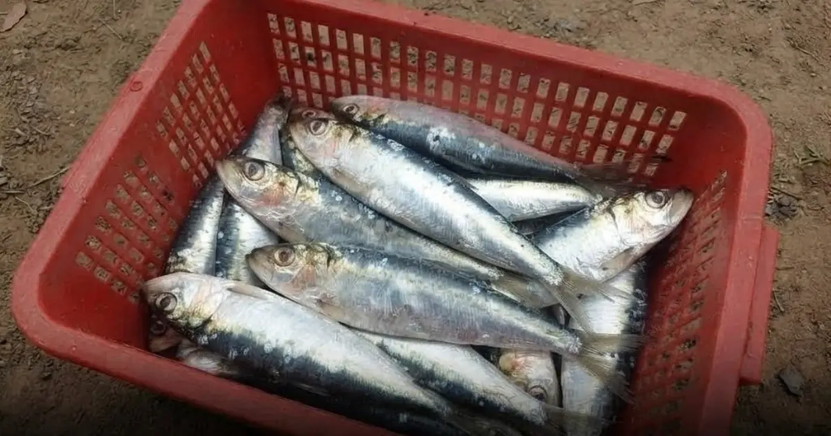 This Affordable Fish Is Much Cheaper Than Salmon and It's Surprisingly High in Protein