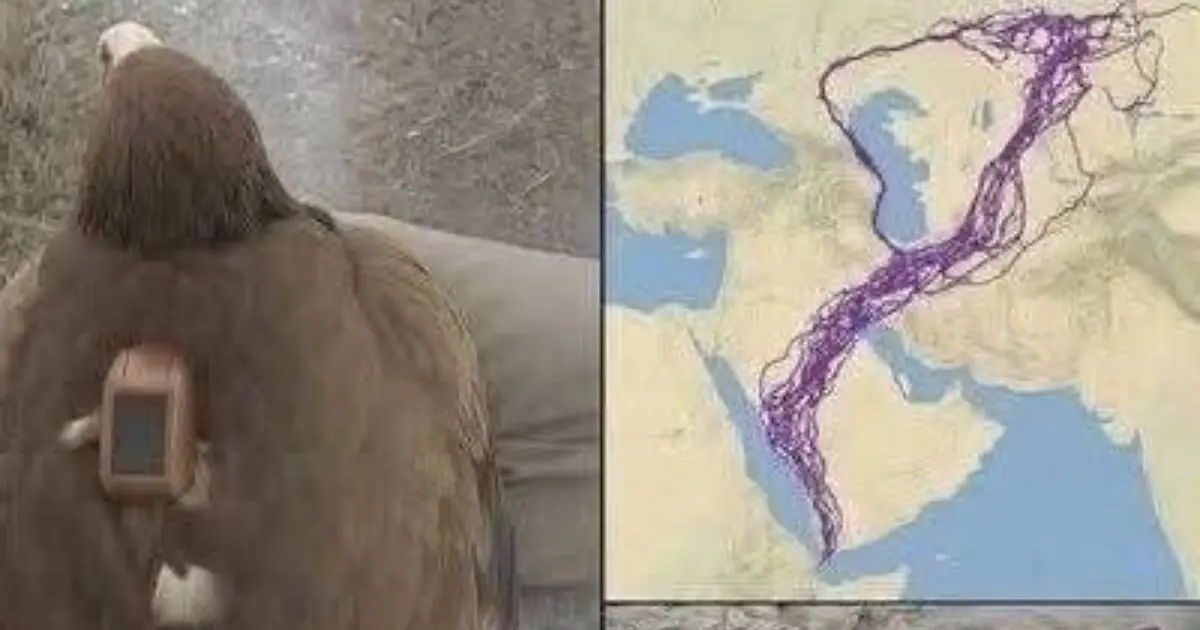 For 20 years, an eagle equipped with GPS puzzled scientists: reco....See below⤵️