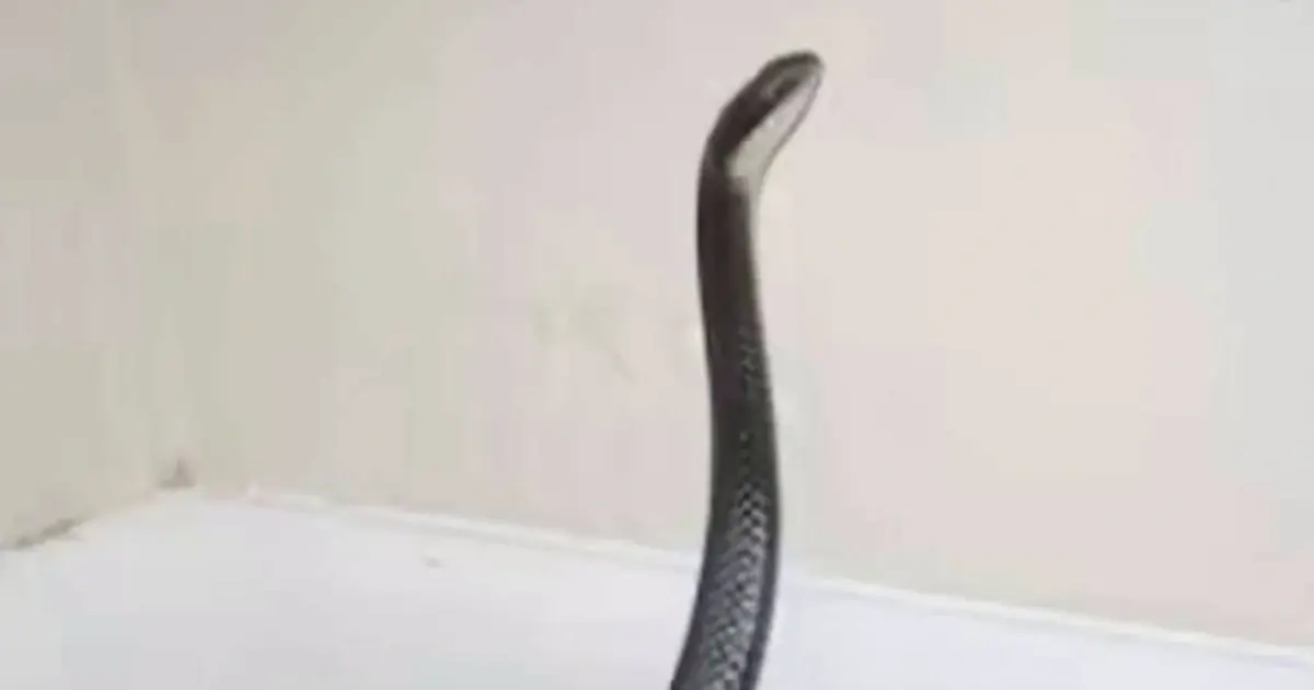 Snakes May Hate These 8 Scents - Here’s What You Can Try Around Your House