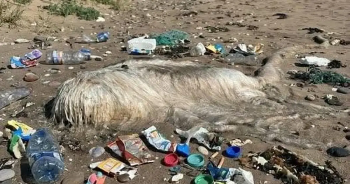 I Thought This Strange Creature on the Beach Was From Another World—Then I Learned the Terrifying Truth