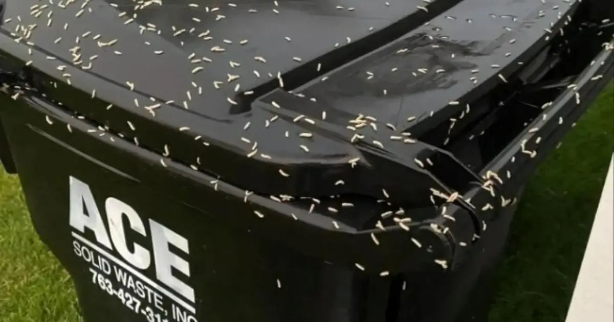 How to Stop Maggots From Taking Over Your Trash Bin & The Mystery "Bone" That Sent Us Into Full Detective Mode