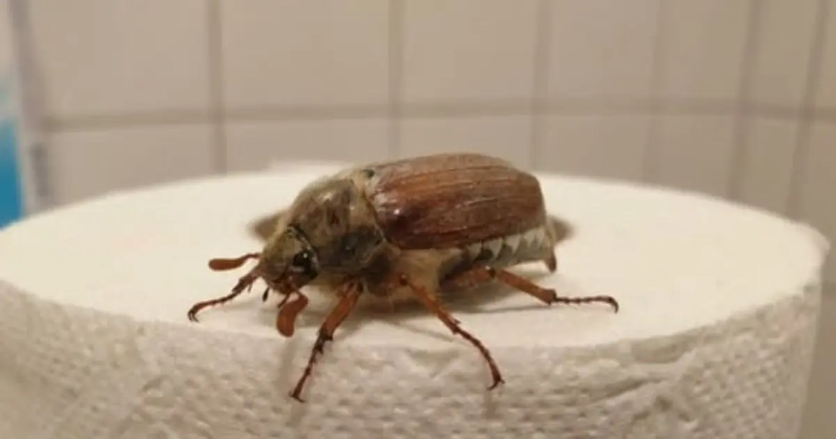 Found This Bug in Your Bathroom? Don’t Ignore It - Here’s Why