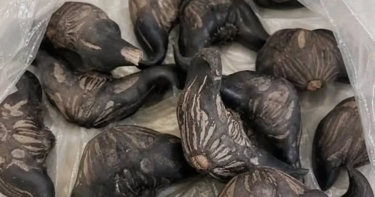 A neighbor gave me these, and I honestly have no clue what I’m looking at 😂 Anyone know what they are or the right way to eat them?
