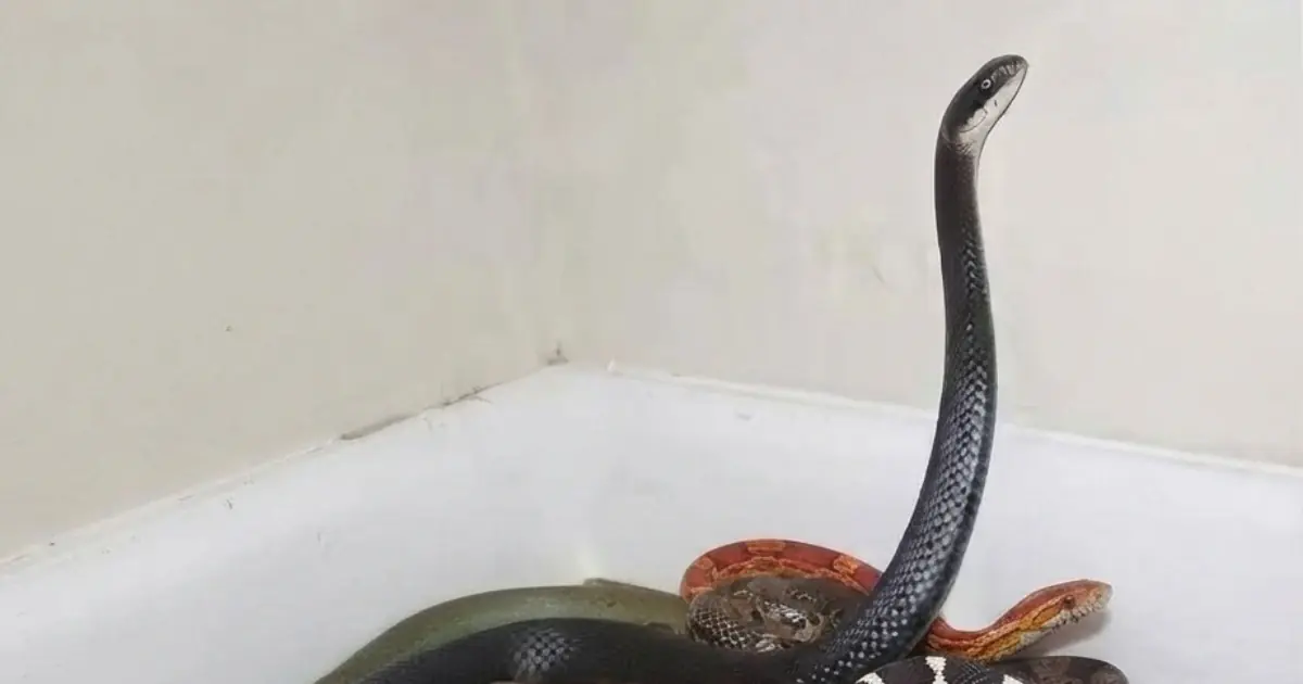 Seeing Snakes Around Your Home?  These 8 Scents May Help Keep Them Away… Here’s How to Use Them