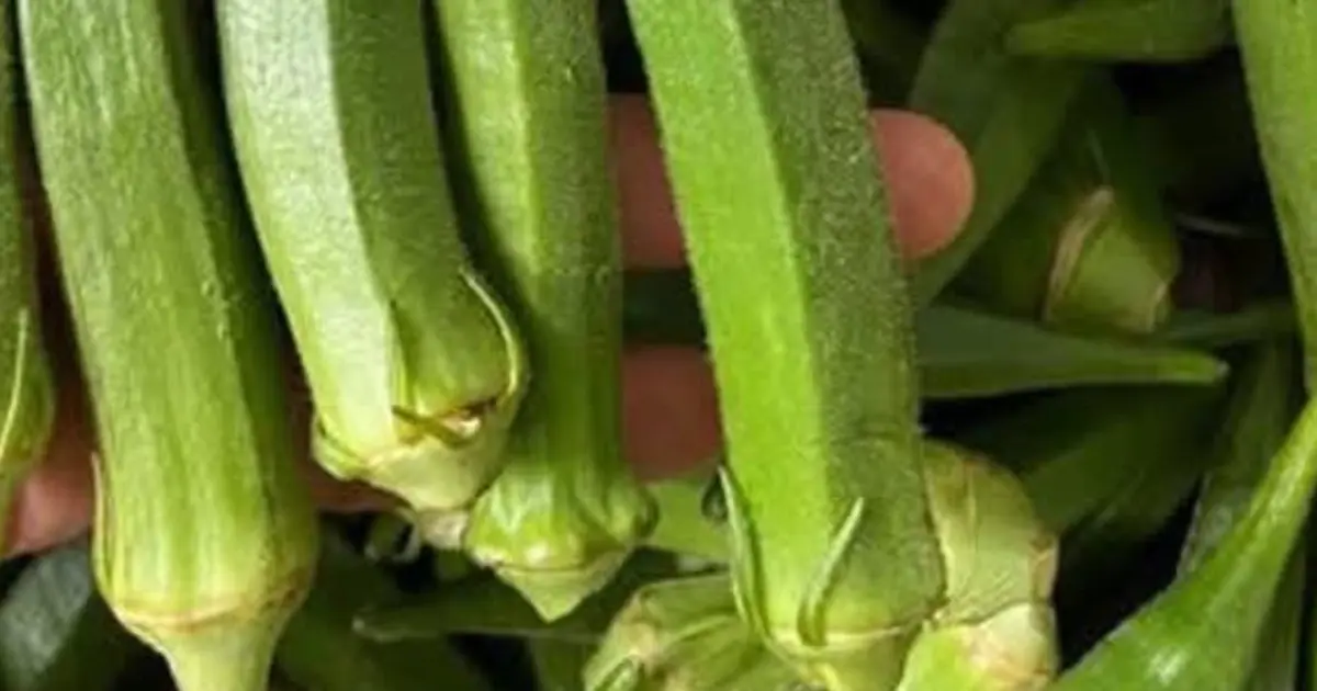 You Eat Okra? Here’s What Scientists Want You to Know…  See the 1st Comment