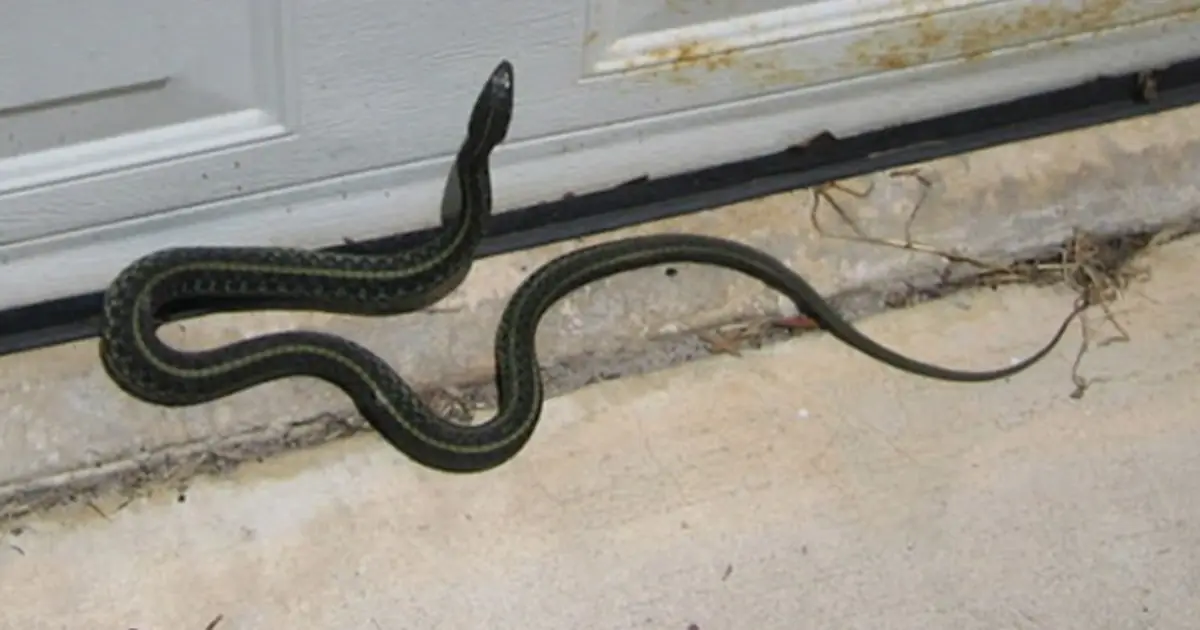 A Snake Suddenly Appeared Inside Your House. What Could Have Brought It There?