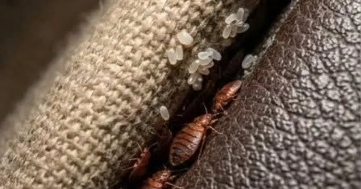 I Discovered These Tiny Things Inside My Sofa - My First Thought Was “Please Don’t Be Bed Bugs”…