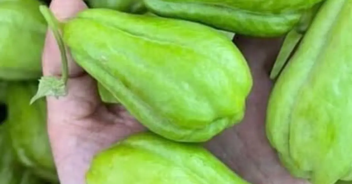 Doctors reveal that eating chayote causes .... See more