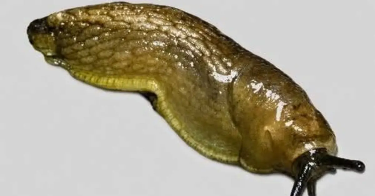 A Slug Found Its Way Into Your House - Here’s Why It May Have Come Inside