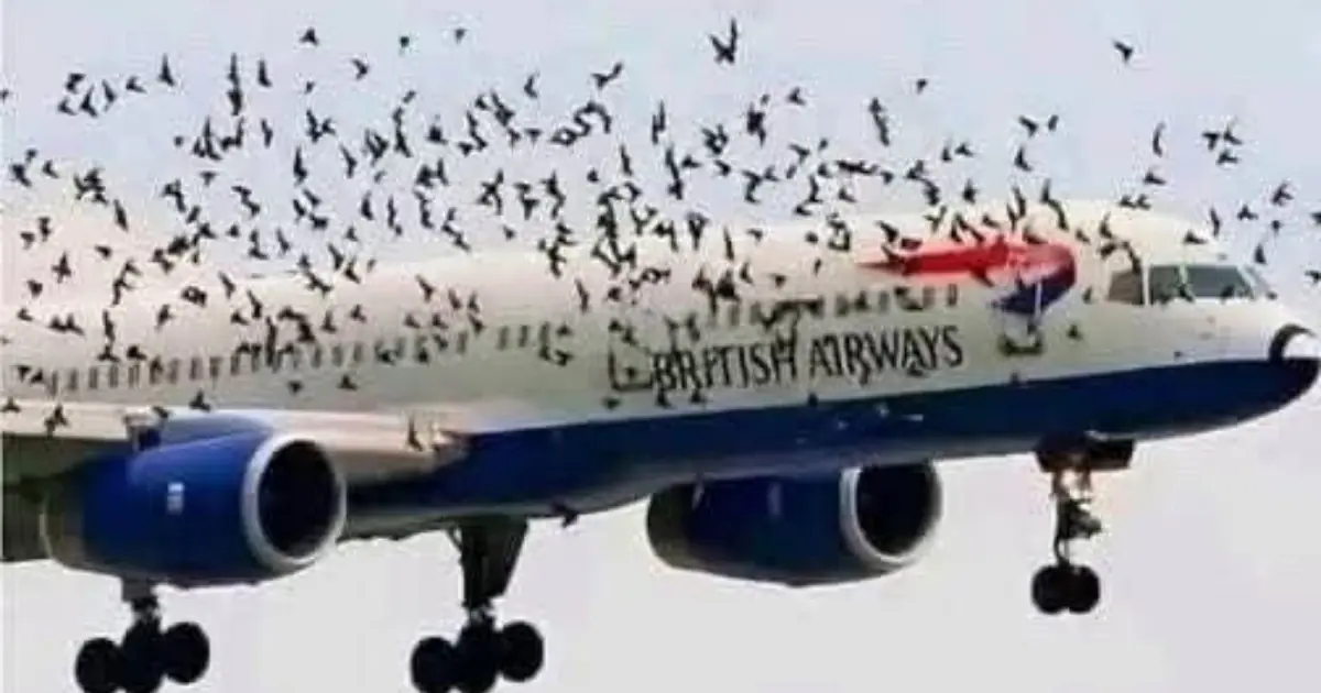 The Flight Was Routine Until a Massive Flock of Birds Began Chasing the Plane