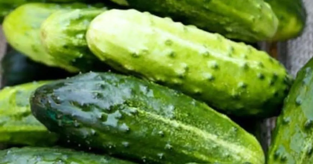 Doctors Reveal What Really Happens When You Eat Cucumbers Every Day