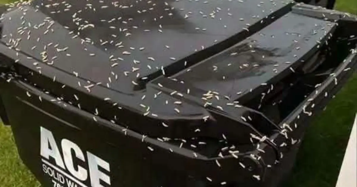 How to Stop Maggots From Taking Over Your Trash Bin