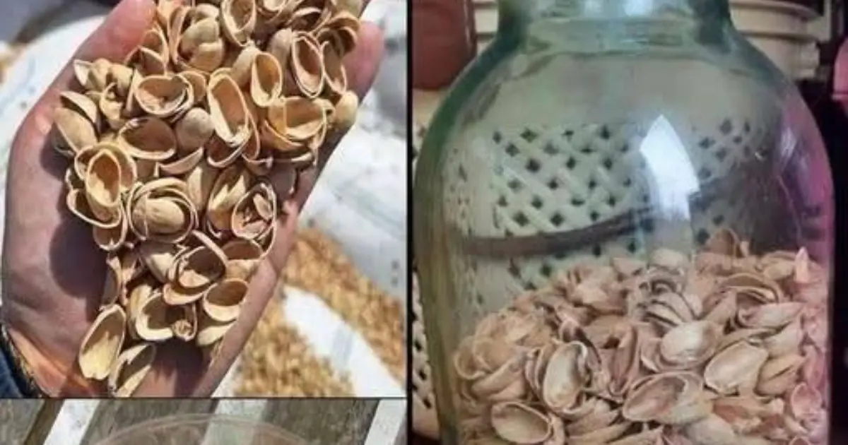 Most people throw away pistachio shells without knowing how valuable they are...